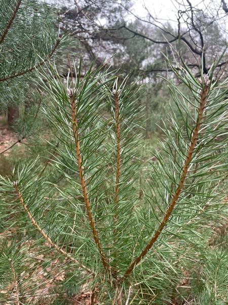 Grove den (Pinus sylvestris)